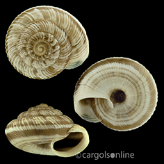 IMG_detallada/Xerocrassa penchinati.jpg